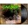 SANATORIUM - Arrival Of The Forgotten Ones LP